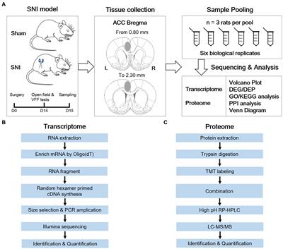 Transcriptomic and proteomic profiling of the anterior cingulate cortex in neuropathic pain model rats